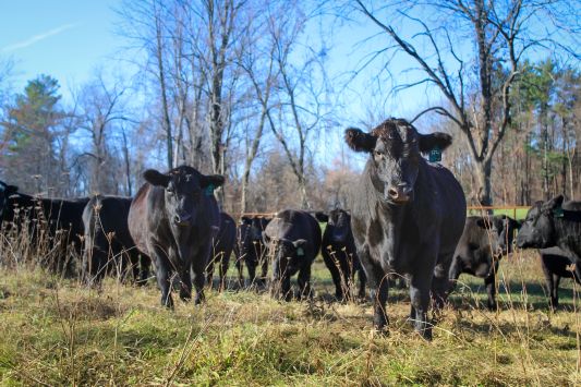 Cows in a pasture 