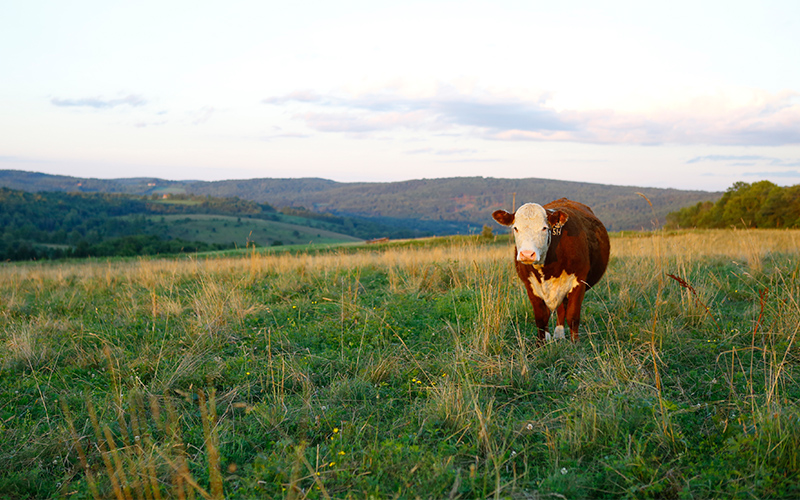 Beef