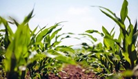 Corn field with green stalks and a blue sky