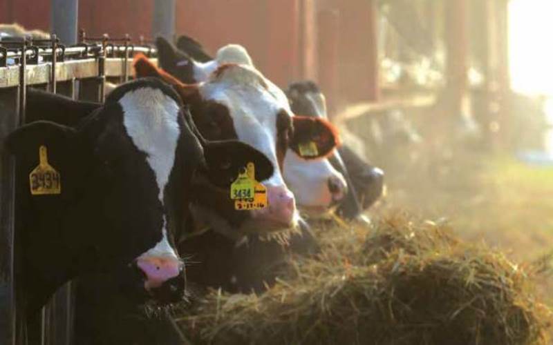 Dairy