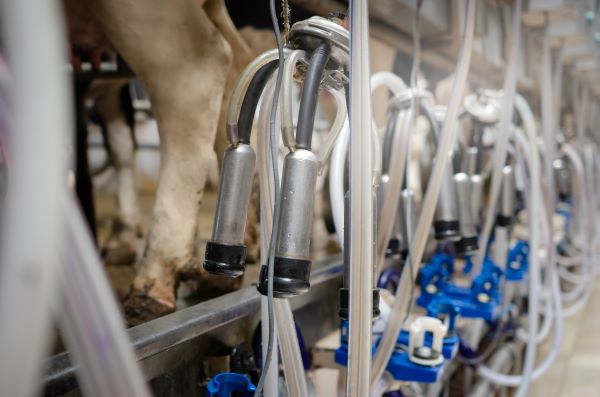 Cow milking facility and mechanized milking equipment