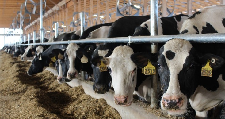 Row of 20 large black and white Holstein cows in an open sided barn. Eating chopped feed.
