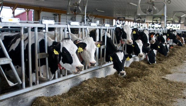 Holsteins