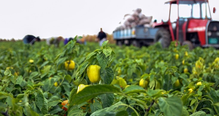 Tractor in field of crops