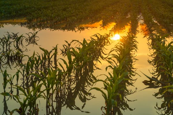 Rows of corn stalks in a field with flood water covering the ground at dusk