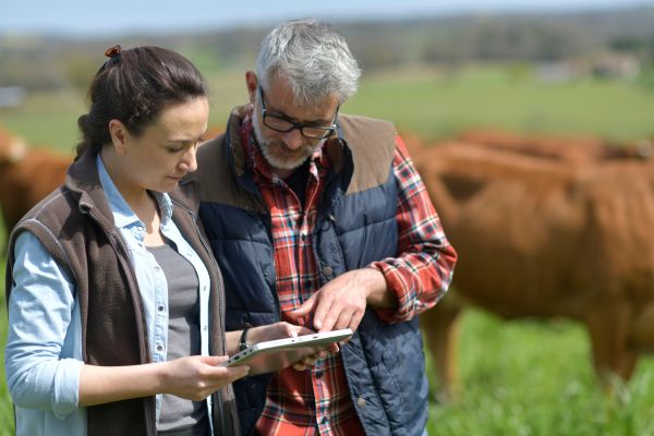 Two rural business owners looking at a tablet while standing in field with cows