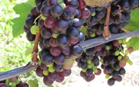Ripe bunch of purple grapes on vine with green leaves