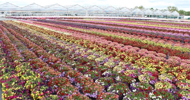 rows