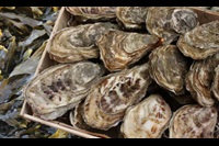 Several oysters 